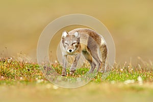 Arctic Fox, Vulpes lagopus, cute animal portrait in the nature habitat, grassy meadow with flowers, Svalbard, Norway. Beautiful