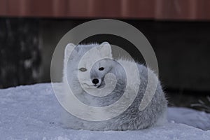 Arctic fox, Vulpes Lagopus, hanging around in snowy spring conditions