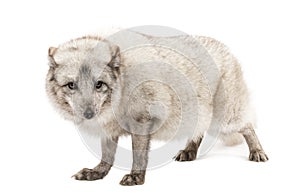 Arctic fox, Vulpes lagopus, isolated on white photo