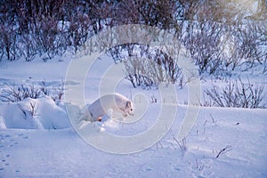 An Arctic fox Vulpes lagopus leaving its den in winter.