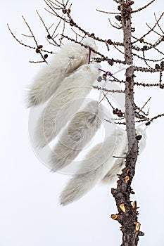 Arctic fox Vulpes lagopus.  The long white tails Arctic fox, amulets of shamans of northern Alaska are tied to the tree