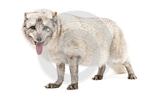 Arctic fox, Vulpes lagopus, panting, isolated on white