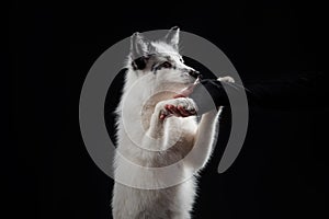 Arctic fox, Vulpes lagopus