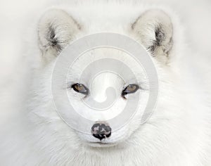An Arctic fox Vulpes lagopus portrait isolated on white background with black nose closeup in a Canadian winter