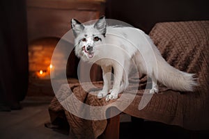 Arctic fox, Vulpes lagopus