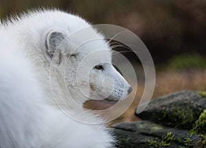 Portrait of an arctic fox, Vulpes Lagopus, male fox in white winter coat resting on the ground.