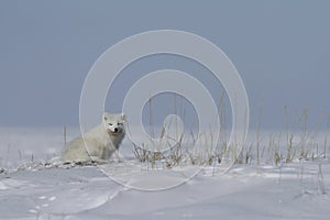 Arctic fox Vulpes Lagopus sitting next to grass, with snow on the ground, near Arviat Nunavut