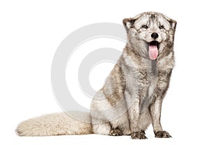Arctic fox, Vulpes lagopus sitting, panting, isolated on white