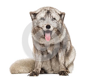 Arctic fox, Vulpes lagopus sitting, panting, isolated on white