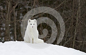 An Arctic fox Vulpes lagopus sitting in the snow in winter in Canada