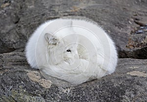 An Arctic fox Vulpes lagopus sleeping on a rocky ledge in winter in Canada