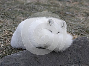 An Arctic fox Vulpes lagopus sleeping on a rocky ledge in winter in Canada