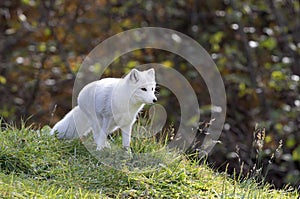 Arctic fox (Vulpes lagopus) standing in a grassy meadow in Canada
