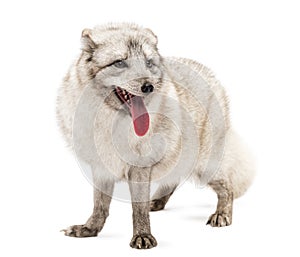 Arctic fox, Vulpes lagopus standing, panting, isolated on white