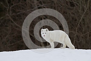 Arctic fox (Vulpes lagopus) standing in the winter snow in Canada