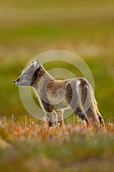 Arctic Fox, Vulpes lagopus, two young, in the nature habitat, grass meadow with flowers, Svalbard,