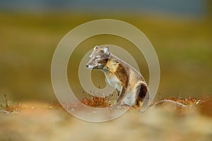 Arctic Fox, Vulpes lagopus, two young, in the nature habitat, grass meadow with flowers, Svalbard, Norway