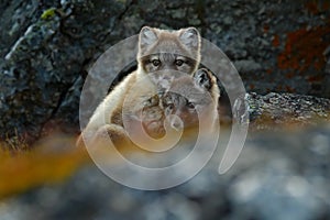 Arctic Fox, Vulpes lagopus, two young, in the nature habitat, grass meadow with flowers, Svalbard, Norway