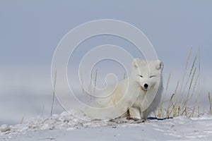 Arctic fox Vulpes Lagopus waking up from a nap with snow on the ground, near Arviat Nunavut