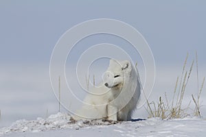 Arctic fox Vulpes Lagopus waking up from a nap and staring off into the distance, with snow on the ground, near Arviat