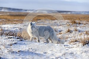 Arctic fox Vulpes Lagopus in wilde tundra. Arctic fox on the beach