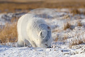 Arctic fox Vulpes Lagopus in wilde tundra. Arctic fox on the beach