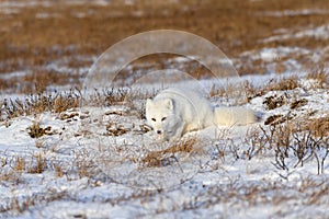 Arctic fox Vulpes Lagopus in wilde tundra. Arctic fox lying. Sleeping in tundra