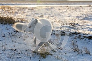 Arctic fox Vulpes Lagopus in winter time in Siberian tundra