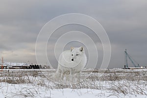 Arctic fox Vulpes Lagopus in winter time in Siberian tundra with industrial background