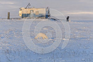 Arctic fox Vulpes Lagopus in winter time in tundra with industrial background