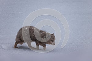 Arctic fox walking in the snow at Hornstrandir nature reserve