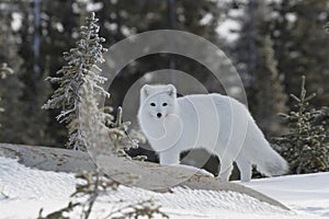 Arctic fox in white winter coat with small tree in the foreground