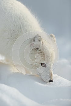 Arctic Fox in Winter