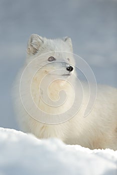 Arctic Fox in Winter