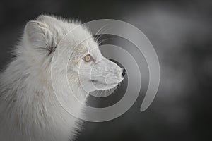 An Arctic Fox in Winter