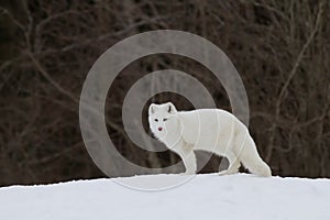 Arctic fox (Vulpes lagopus) standing in the winter snow in Canada photo