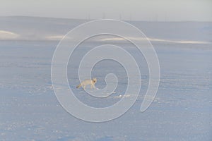 Arctic fox in winter time in Siberian tundra