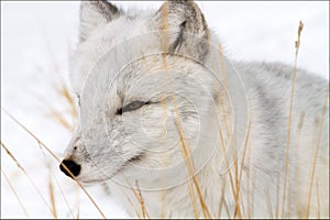 Arctic Fox Yukon Wildlife Preserve