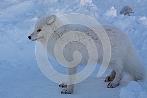 Arctic foxes against the background of the snowy northern tundra