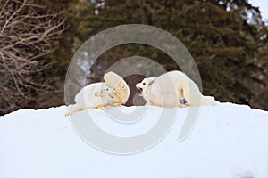 Arctic foxes arguing