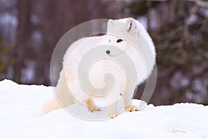 Arctic foxes broadside pose