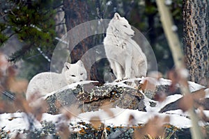 Arctic Foxes, near Whitehorse, Yukon, Canada