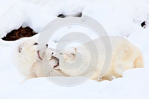 Arctic foxes playing together