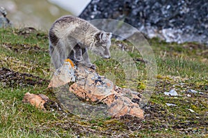 Arctic foxes sits on the red stone on a rock and is preparing to hunt