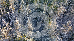 Arctic frozen forest in a snowy frost.Crystals of frozen snowflakes on branches in cold winter weather