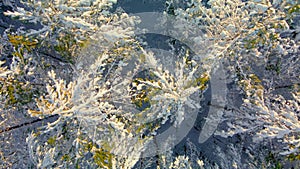 Arctic frozen forest in a snowy frost.Crystals of frozen snowflakes on branches in cold winter weather