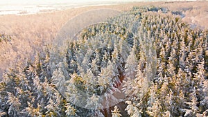 Arctic frozen forest in a snowy frost.Crystals of frozen snowflakes on branches in cold winter weather