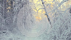 Arctic frozen forest in a snowy frost.Crystals of frozen snowflakes on branches in cold winter weather