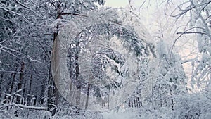 Arctic frozen forest in a snowy frost.Crystals of frozen snowflakes on branches in cold winter weather