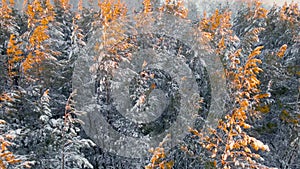 Arctic frozen forest in a snowy frost.Crystals of frozen snowflakes on branches in cold winter weather